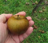 Image result for Rusty Coat Apple's