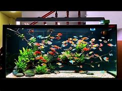 Image result for Rainbow Fish Tank Pebbles