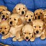 Image result for Cute Dogs Golden Retriever
