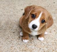 Image result for Puppy Dog Eyes No Background