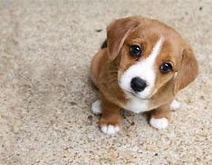 Image result for Puppy Eyes Human Cute