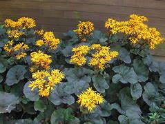 Image result for Ligularia dentata Britt-Marie Crawford ®