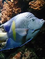 Image result for Smart Water Fish