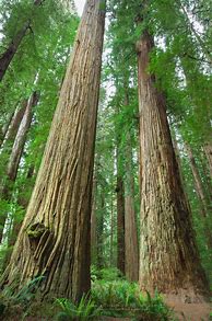 Image result for Redwood Forest California