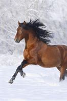 Image result for Andalusian Horse Wallpaper