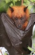 Image result for Flying Fox Bat Habitat