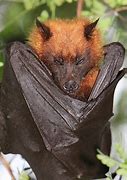 Image result for Golden Crown Bat