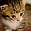 Image result for Cute Baby Animals Kittens