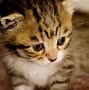 Image result for Cute Happy Fluffy Kittens