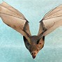 Image result for Bat 3D Model Rig