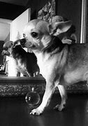 Image result for Chihuahua Lady Birthday Meme