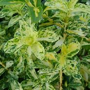 Image result for Euonymus fort. Harlequin