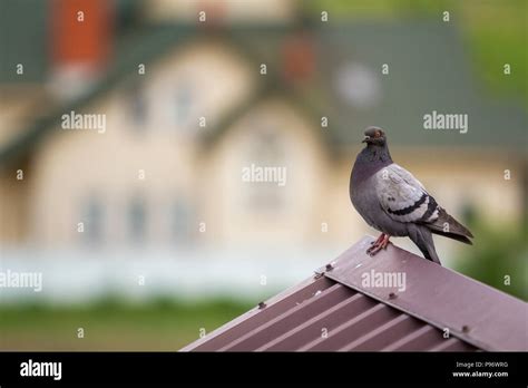 Image result for Unsupervised Learning Algorithms PPT