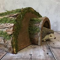 Image result for Pet Hedgehog Home
