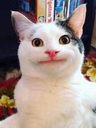 Image result for Crazy Cat Funny Face