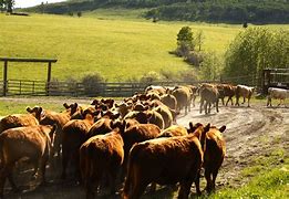Image result for Herd of Cattle