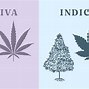 Image result for Difference Between Cannabis Sativa vs Indica