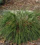 Image result for Thuja Whipcord