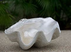 Image result for Giant Clam Pearl