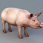 Image result for Side View 3D Pig
