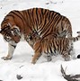 Image result for Rare Tigers