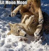 Image result for 3 Wolf Moon Meme