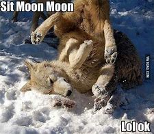 Image result for Three Wolf Moon Meme