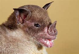 Image result for Split Nosed Bat