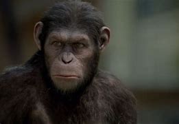 Image result for Planet of Ape Family Meme