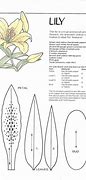 Image result for Lily Flower Petal Template