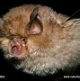 Image result for Bat Species in Louisiana