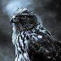 Image result for Black Eagles Desktop Background