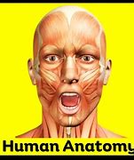 Image result for Human Neck Anatomy