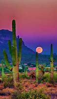 Image result for Desert Cactus Sunset Wallpaper