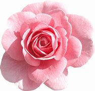 Image result for Pink Rose iPhone SE 5