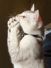Image result for Cute Pets Praying