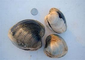 Image result for Southern Quahog Shell