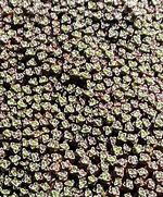 Image result for Raoulia australis Lutescens Group