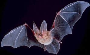 Image result for Desert Bat