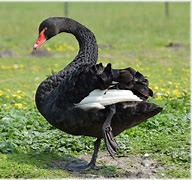 Image result for Black Swan Photography