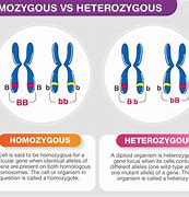 Image result for Heterozygous Genotype Examples