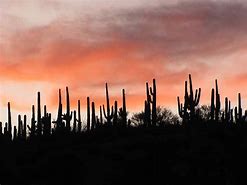 Image result for Cactus Desert Wallpaper