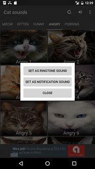 Image result for Cat Sounds App
