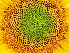 Image result for Golden Ratio Example Plants