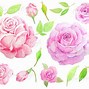 Image result for Roses Watercolor Flower Clip Art