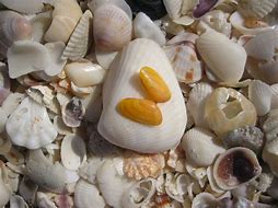 Image result for coquina