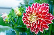 mandare dei fiori linguaggio dei fiori la dalia mandare dei fiori linguaggio dei fiori la dalia