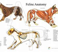 Image result for Anatomy of Cat