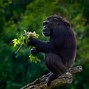 Image result for Strong Bondo Apes