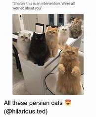 Image result for Cat Persia Meme